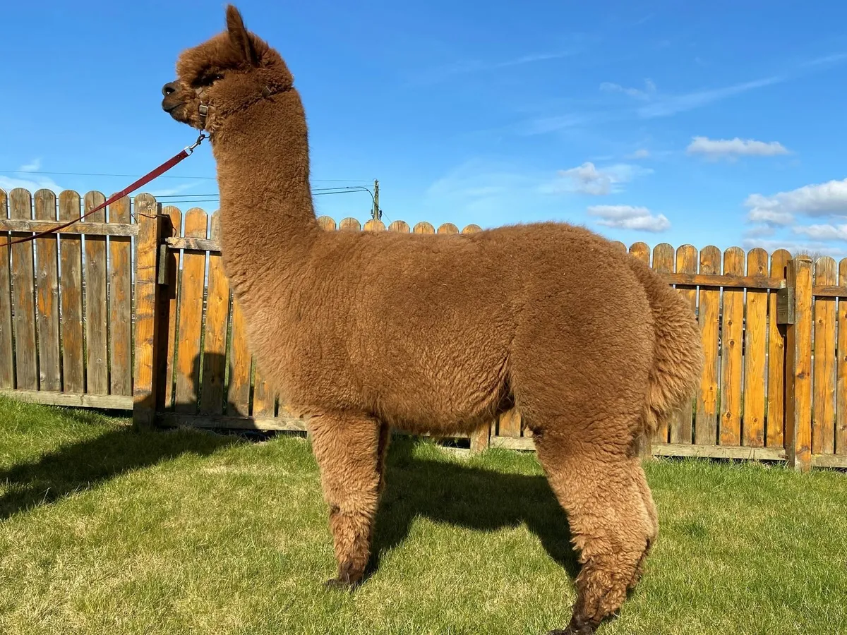 Alpaca STUD SERVICE Inca BraveHeart - Image 1