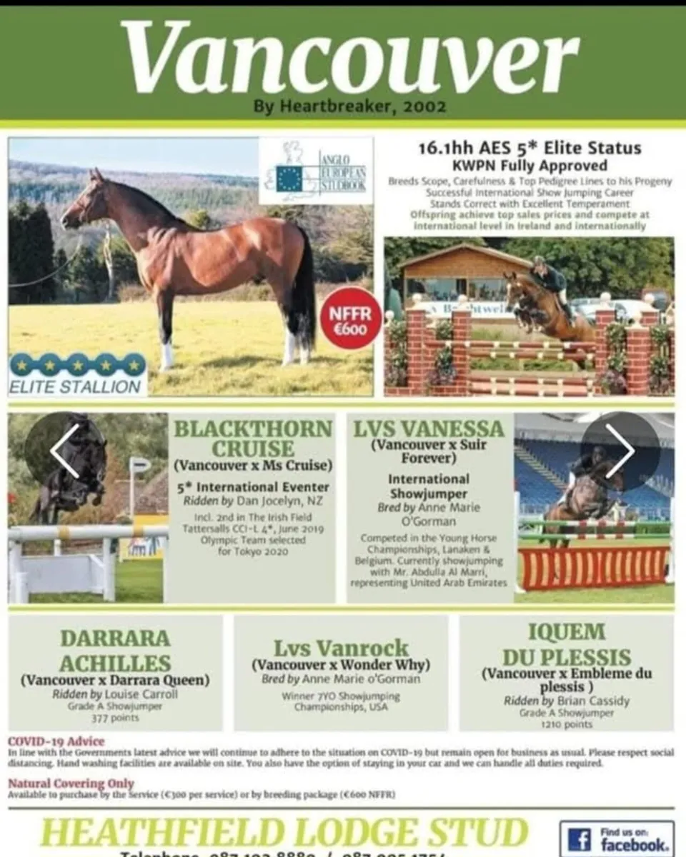 Vancouver 5☆ Elite Stallion at Stud - Image 4