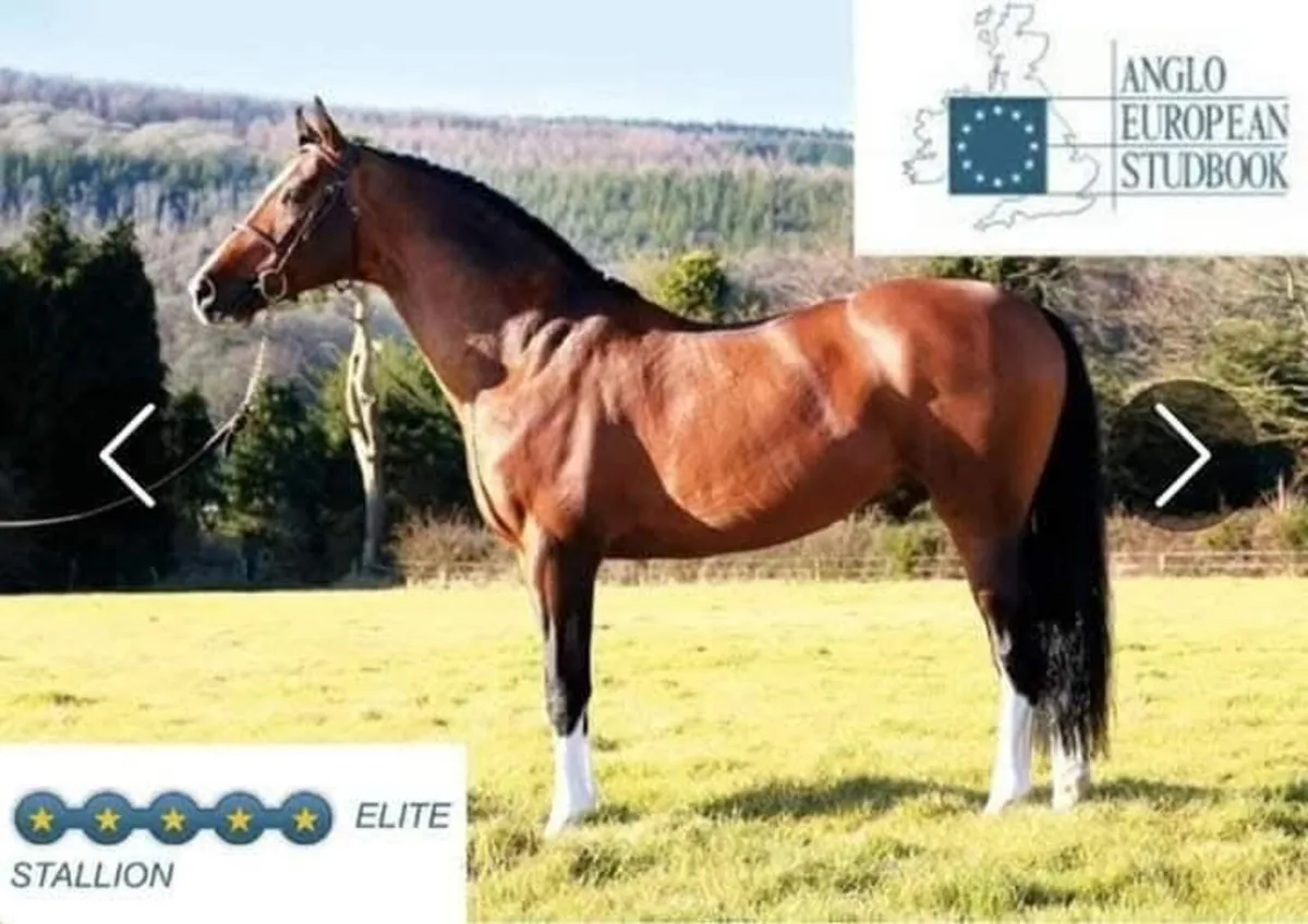Vancouver 5☆ Elite Stallion at Stud - Image 1