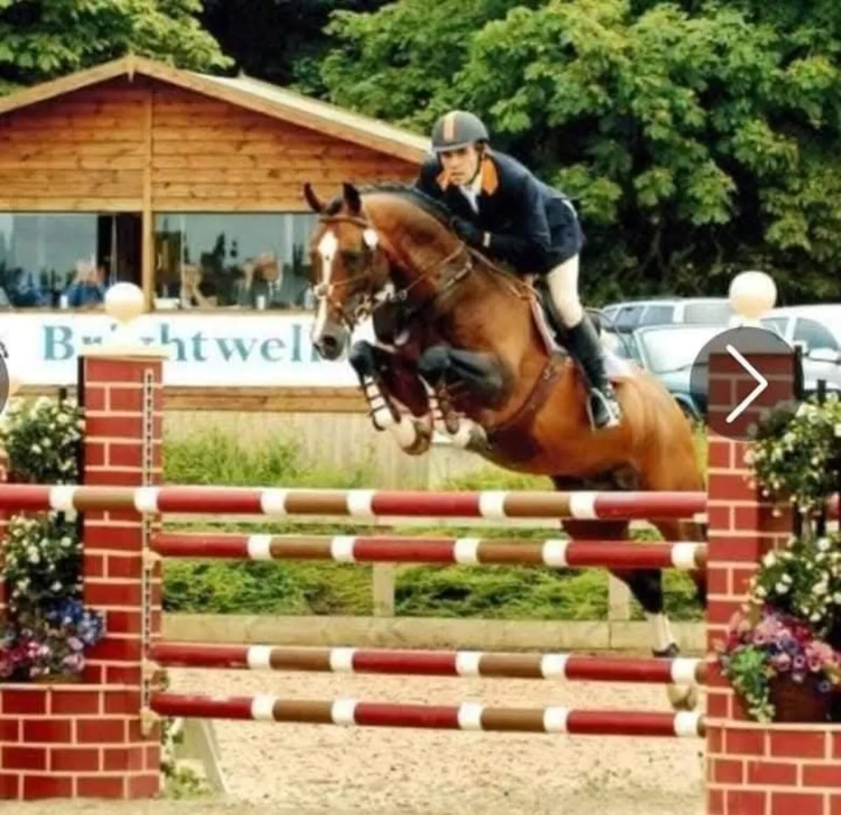 Vancouver 5☆ Elite Stallion at Stud - Image 2