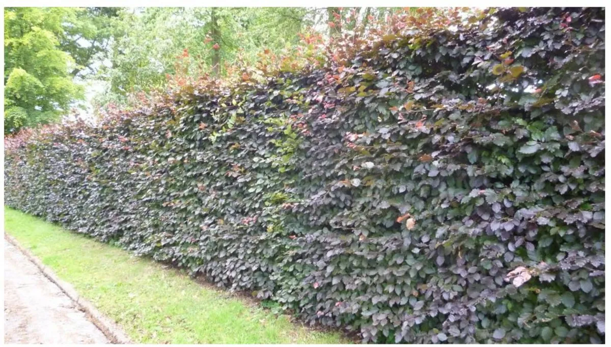 Hedge Cutting & Trimming Service   ✂️☘️☘️☘️ - Image 3