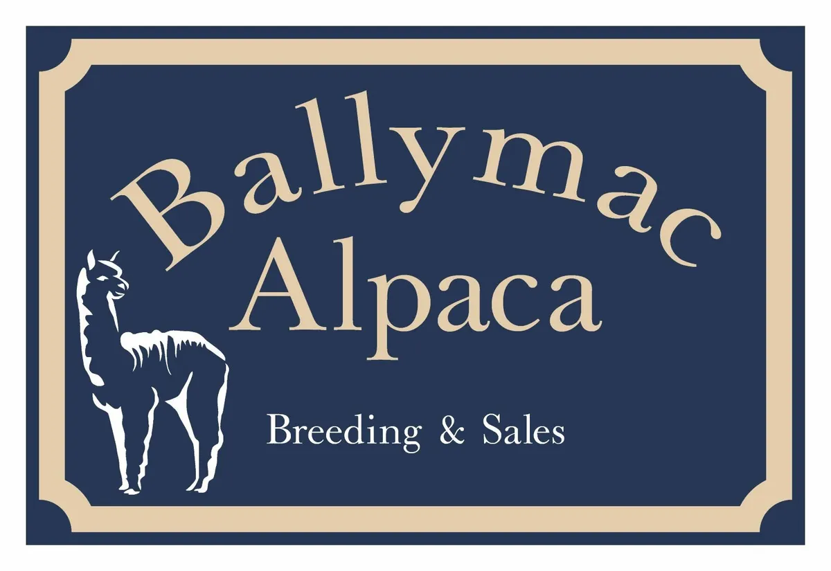 Alpaca's - Ballymac Alpaca - Image 1