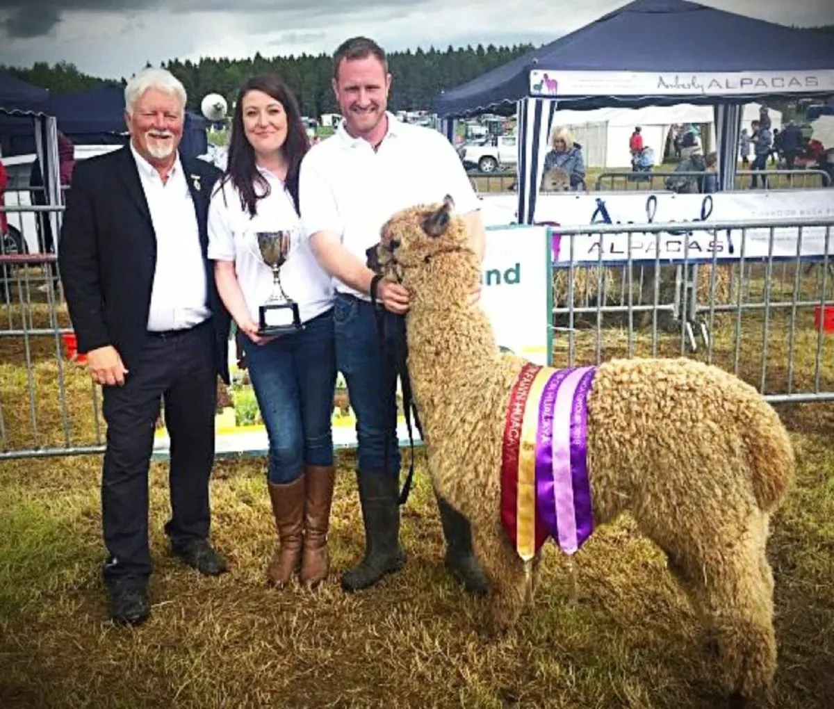 Alpaca's - Ballymac Alpaca - Image 2