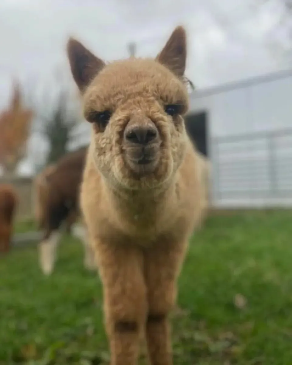 Alpaca's - Ballymac Alpaca - Image 3