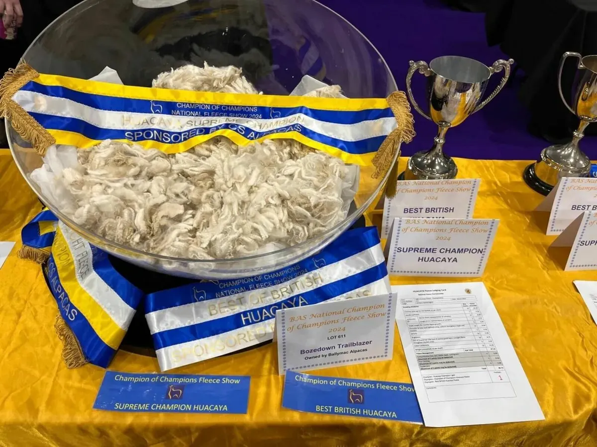 Alpaca's - Ballymac Alpaca - Image 4