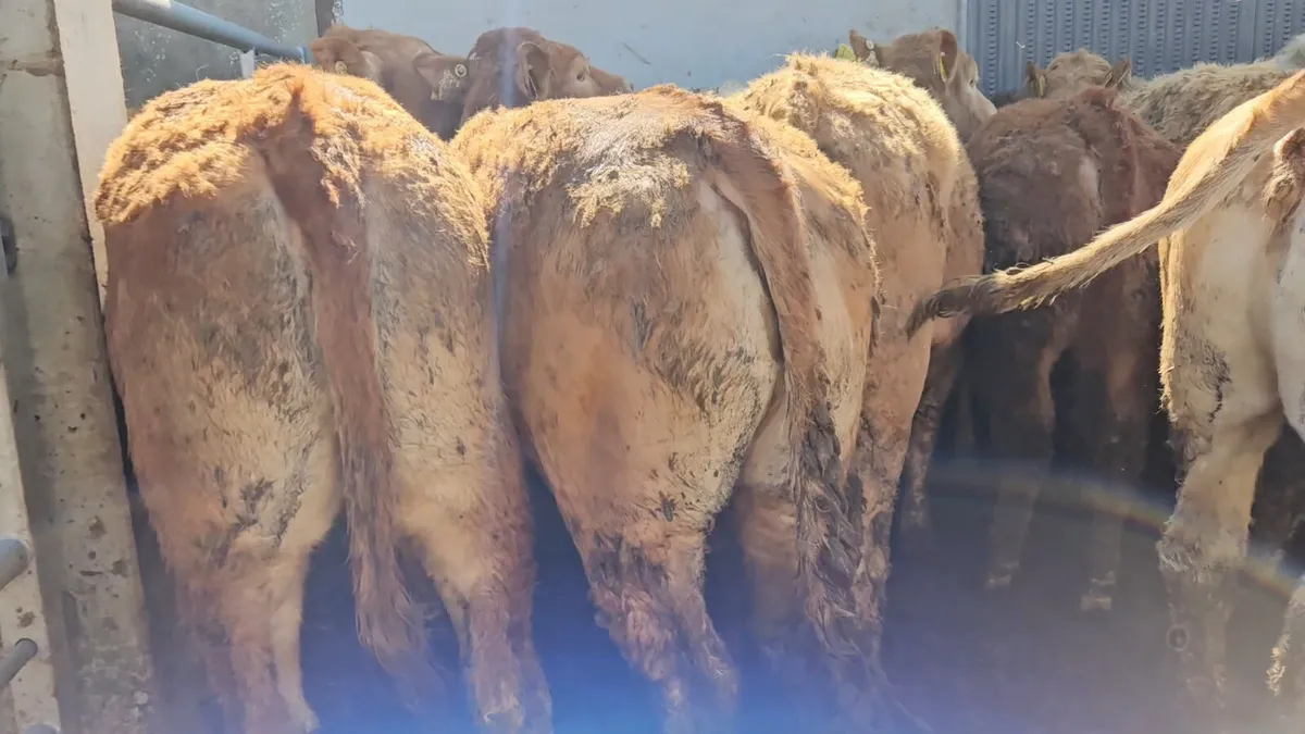 22 Super Store Heifers 340-380kgs - Image 3