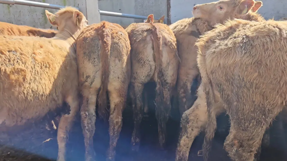 22 Super Store Heifers 340-380kgs - Image 4