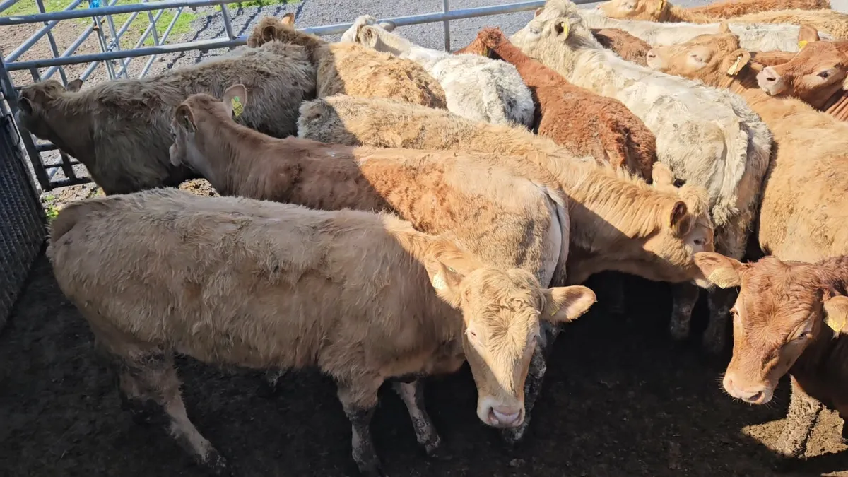 22 Super Store Heifers 340-380kgs - Image 1