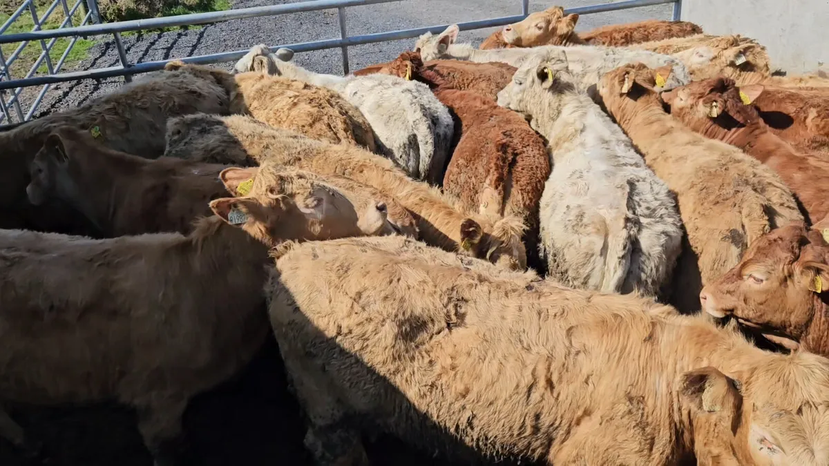 22 Super Store Heifers 340-380kgs - Image 2