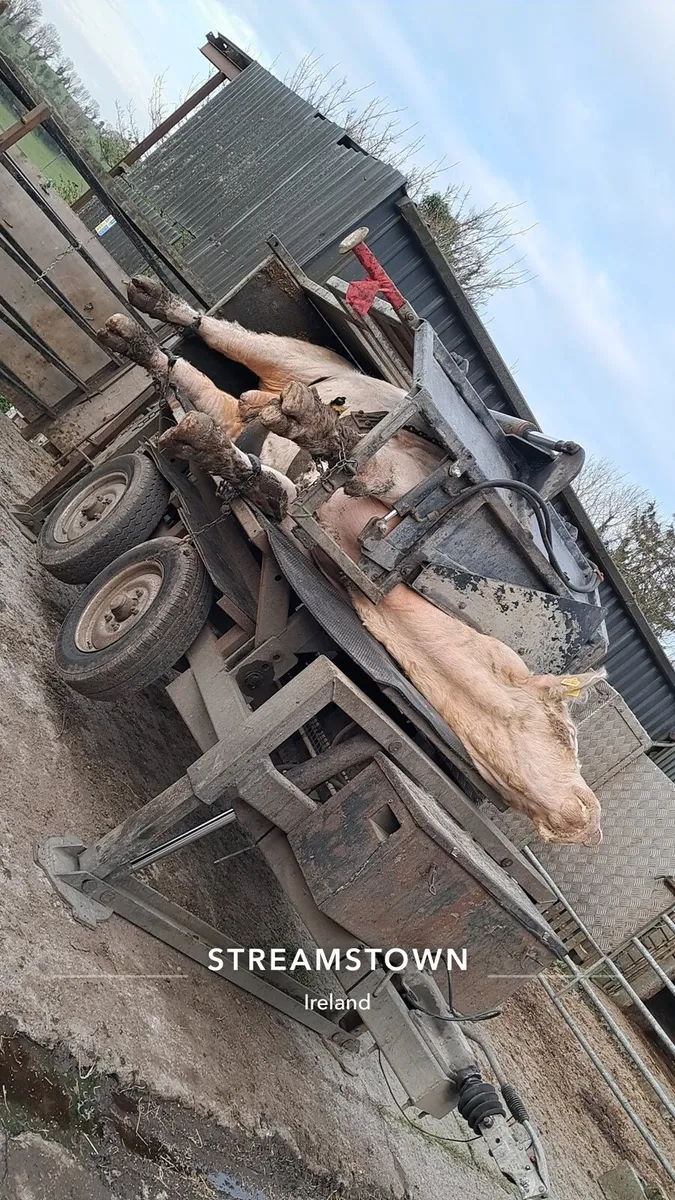 Freeze Branding/Hoof Trimming - Image 4