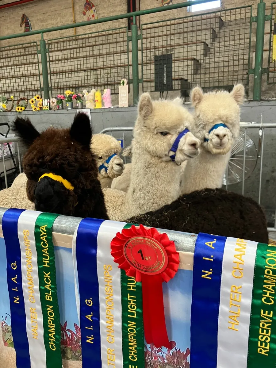 Alpaca's - Ballymac Alpaca - Image 4