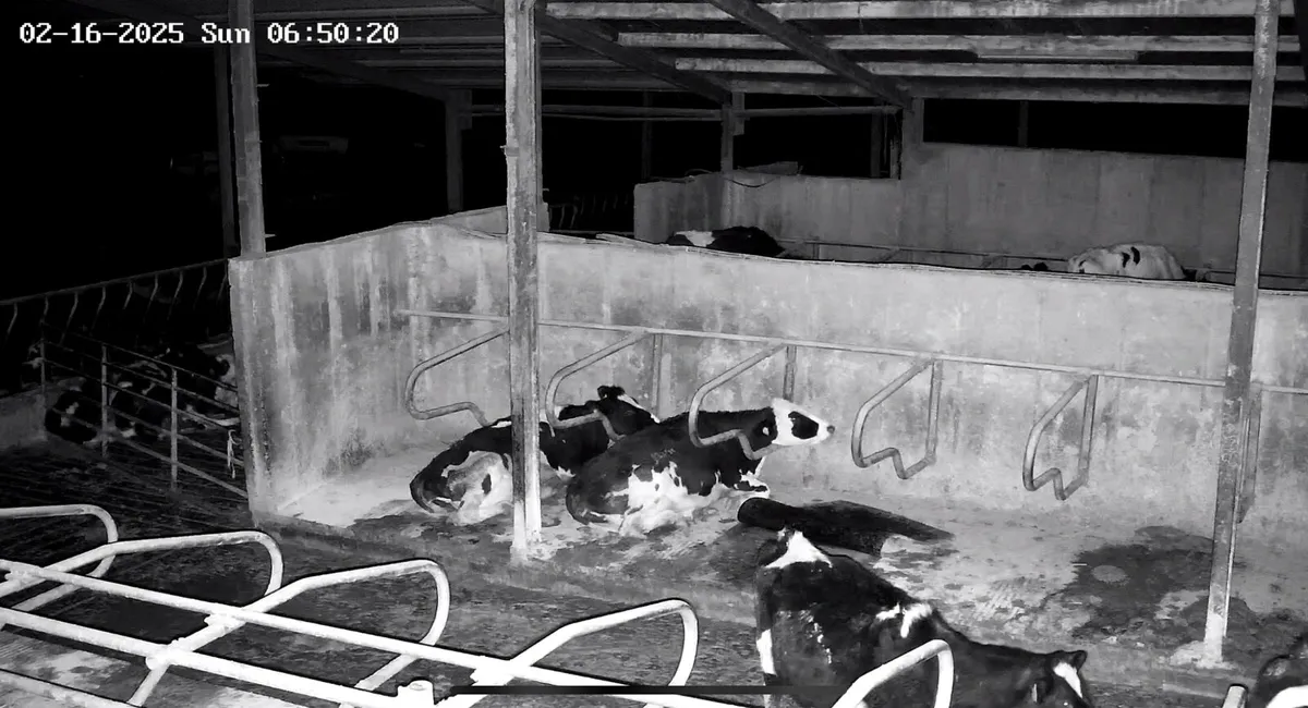 Livestock Cameras – Calving, Foaling & Lambing - Image 4