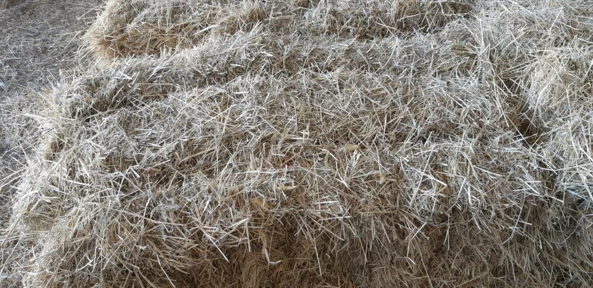 Hay and straw  small square bales - Image 3