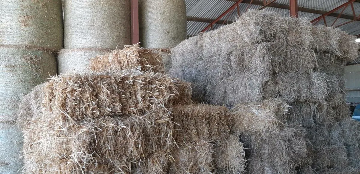 Hay and straw  small square bales - Image 2