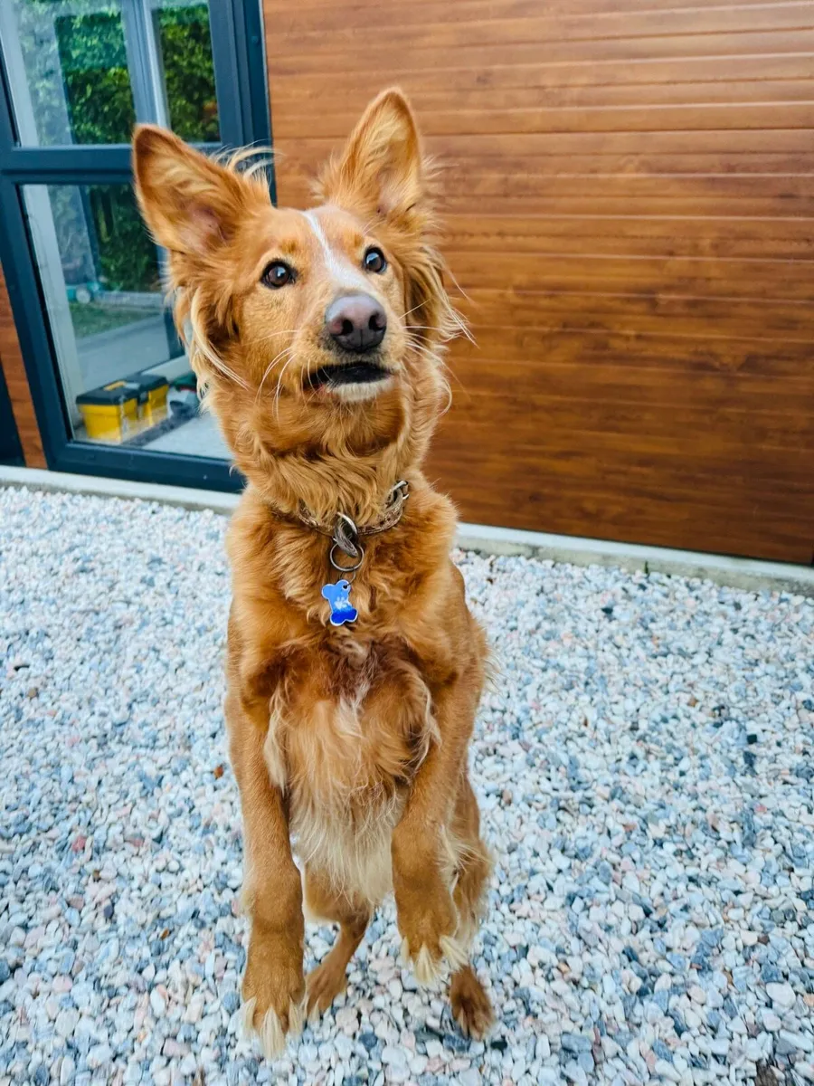 Plum slate boulders Rocks Black polished  cobbles - Image 3