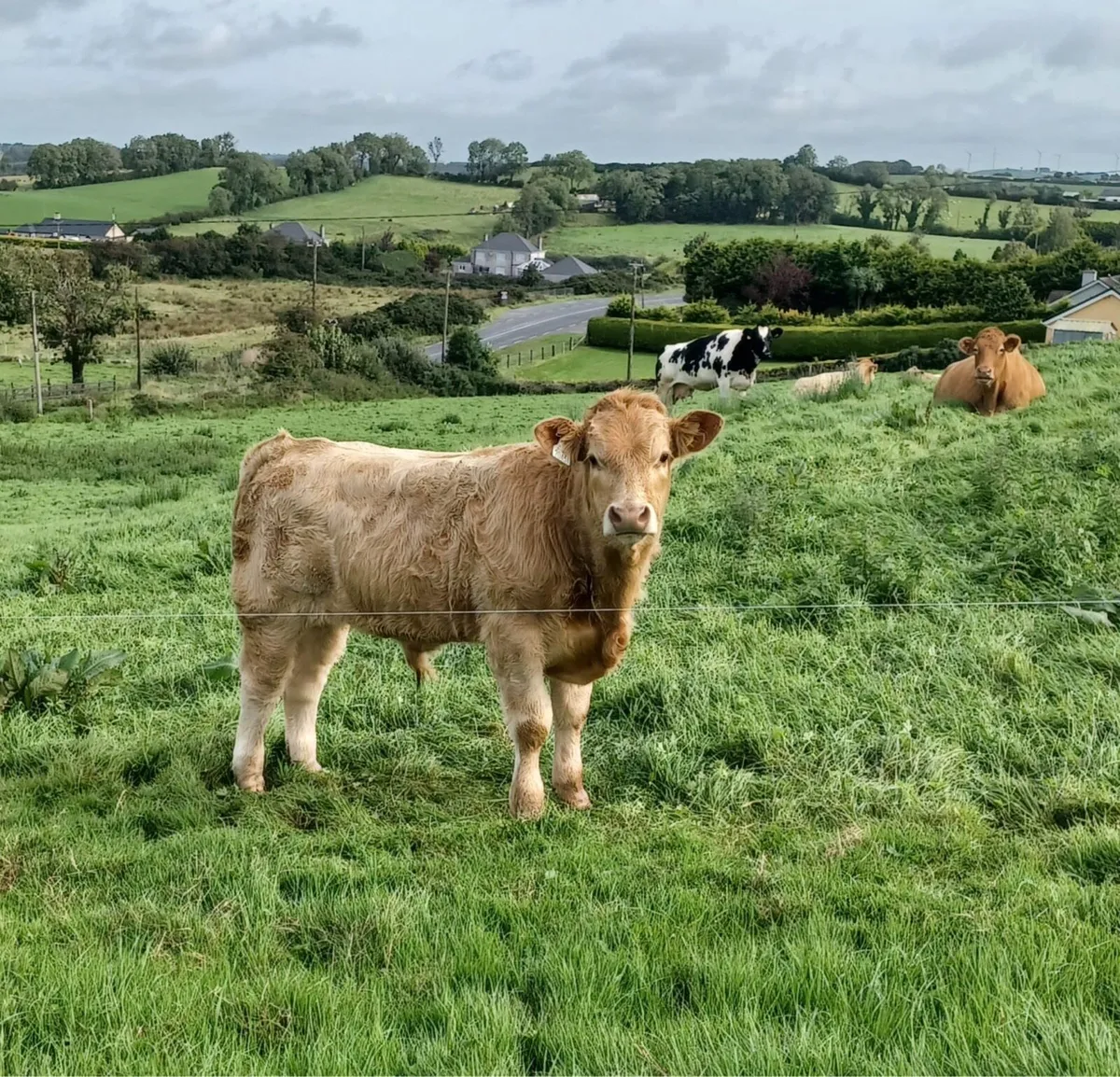 Get Yourself €65 Per Head More For Your Cattle - Image 2