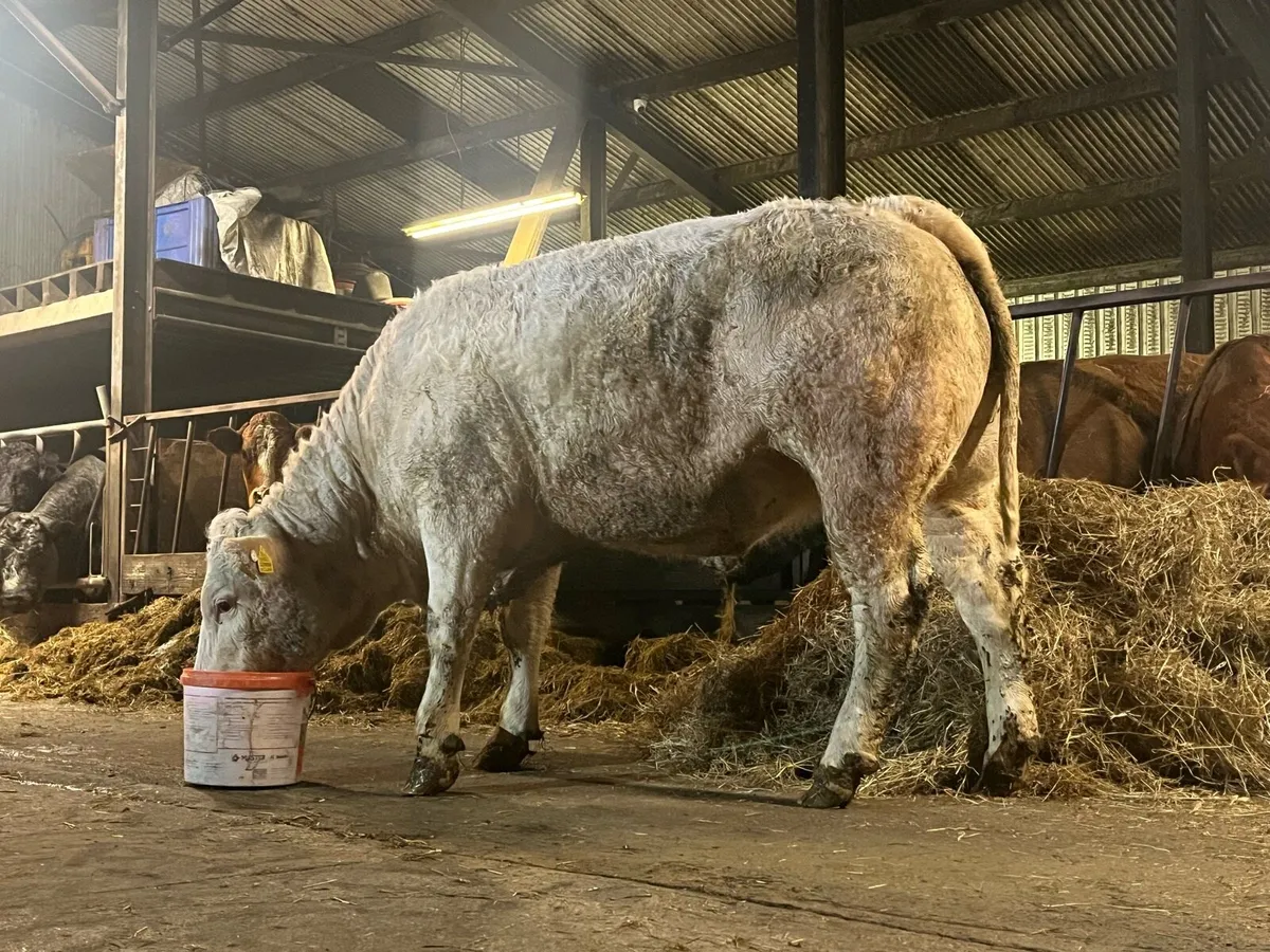 Get Yourself €65 Per Head More For Your Cattle - Image 1