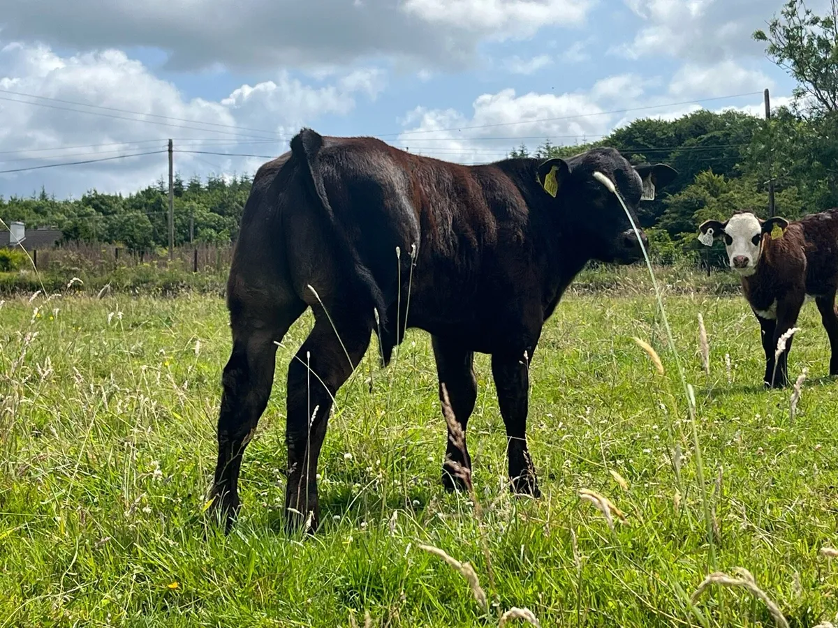 Get Yourself €65 Per Head More For Your Cattle - Image 4