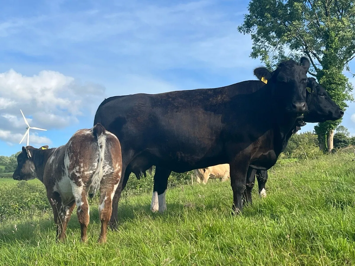 Get Yourself €65 Per Head More For Your Cattle - Image 3