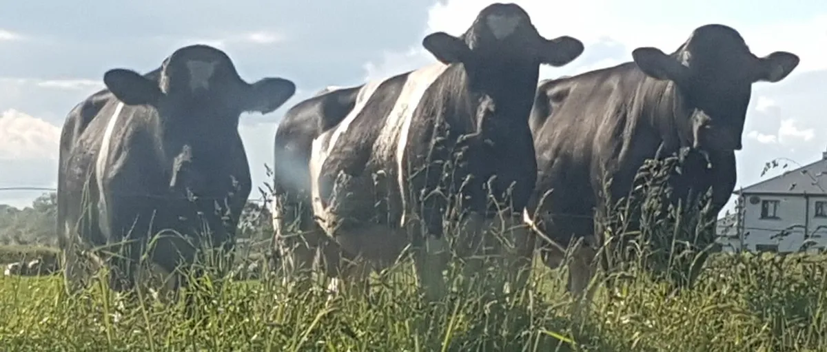 Pedigree Pure Friesian Bulls - Image 1