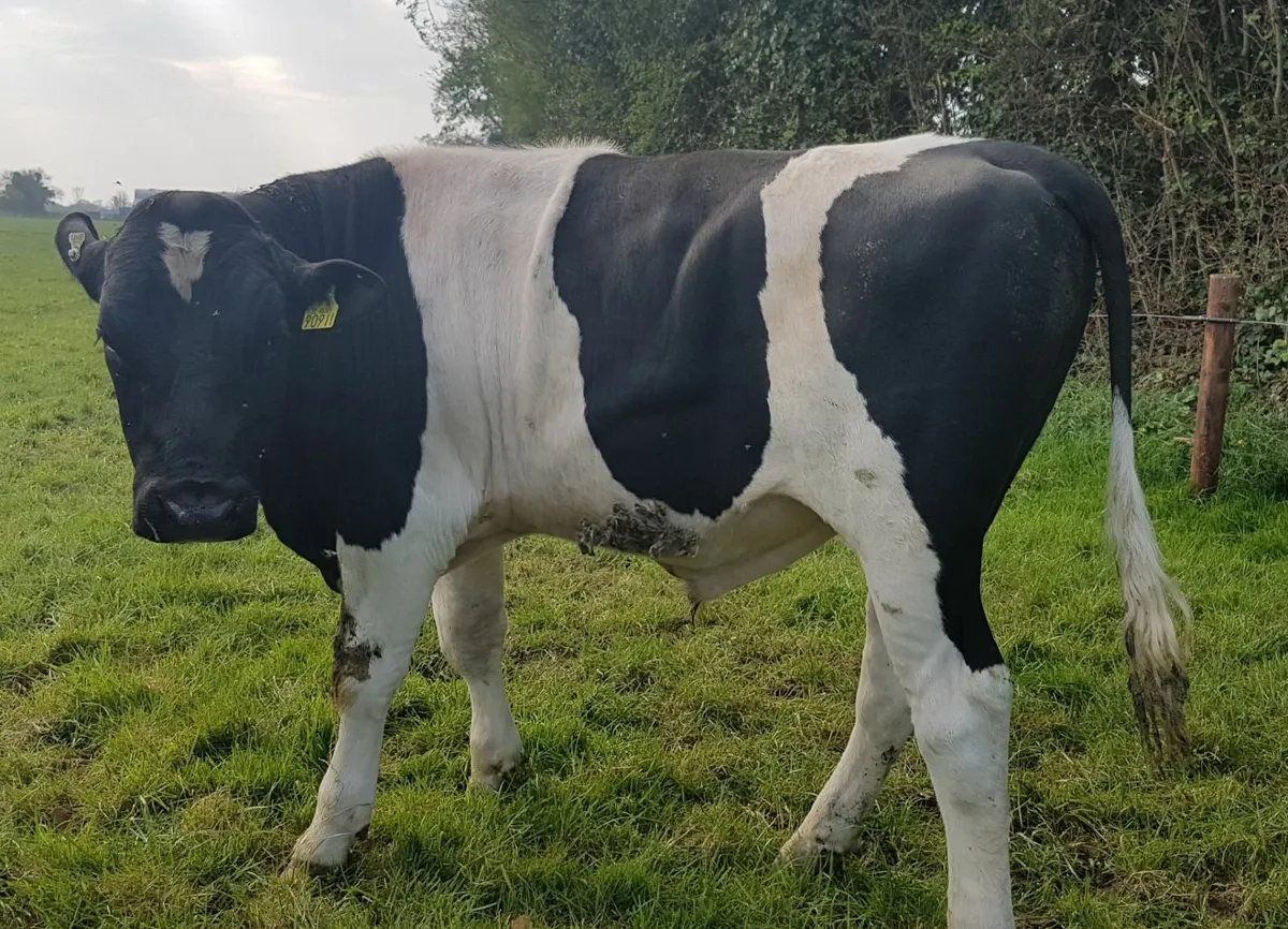 Pedigree Pure Friesian Bulls - Image 4