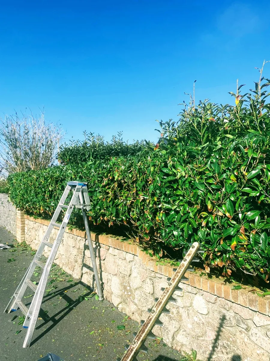 Chainsaw work/Tree felling/hedge trimming - Image 4