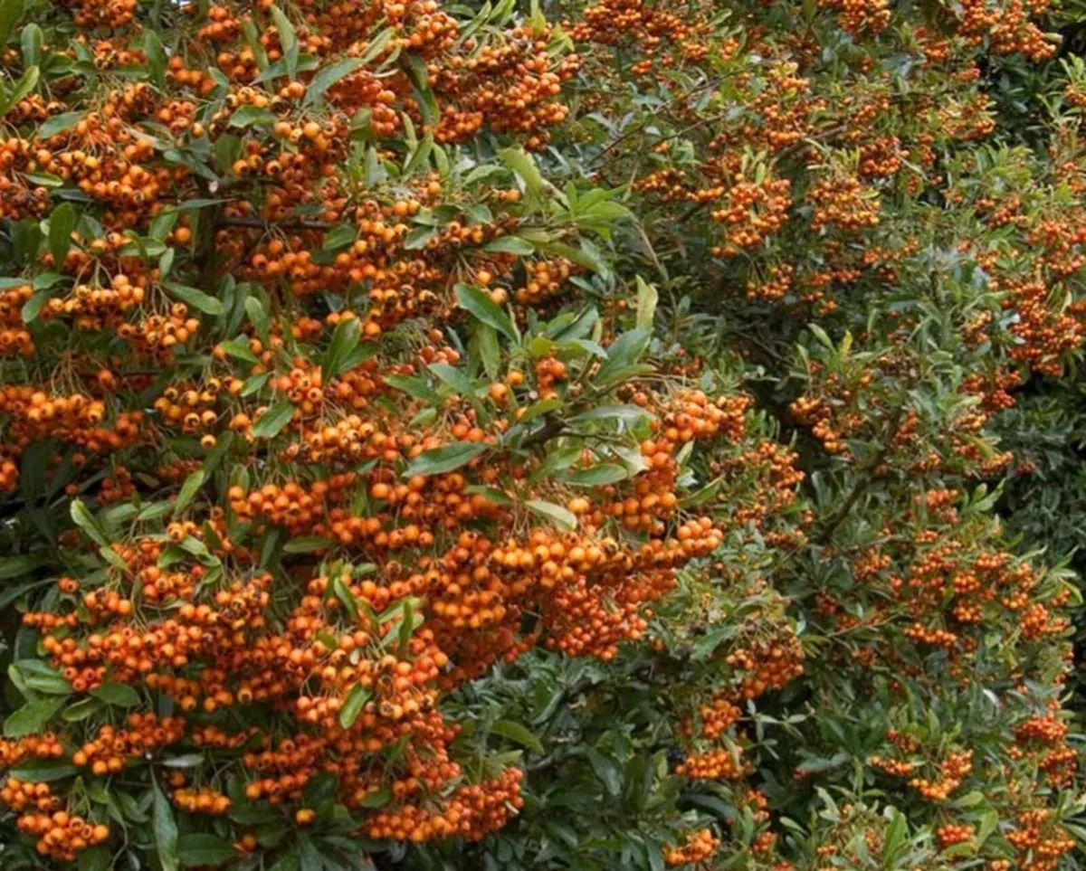 Pyracantha Firethorn Hedging Two Euros - Image 4