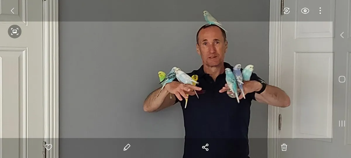 Budgies, professionally trained. - Image 4