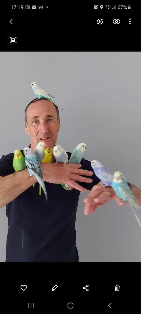 Budgies, professionally trained. - Image 1