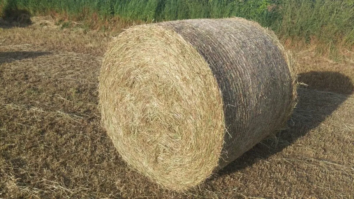 Hay , Haylage , Wrapped Straw and Silage for sale. - Image 1