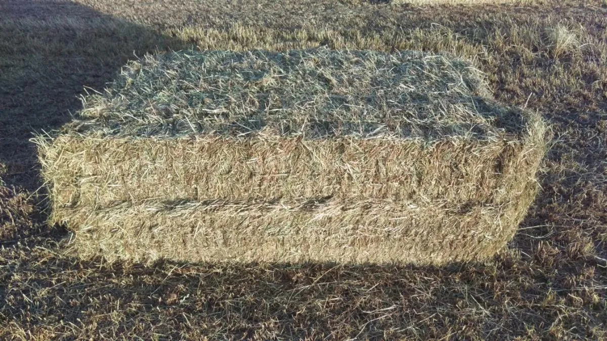 Hay , Haylage , Wrapped Straw and Silage for sale. - Image 3