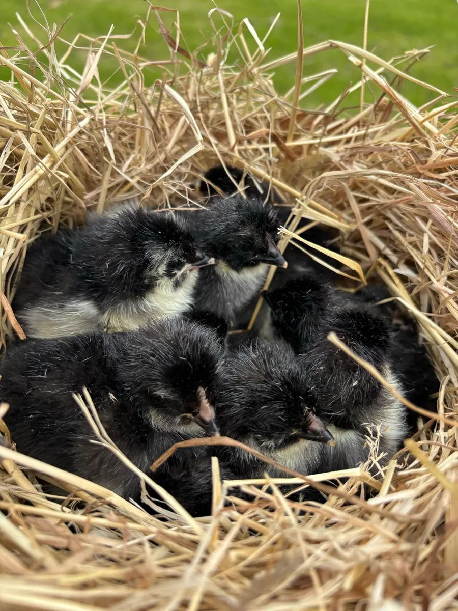 Hatching Eggs - Image 1