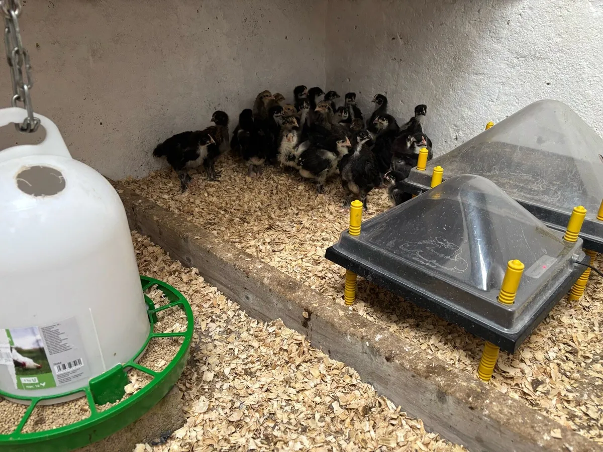 Hatching Eggs - Image 4