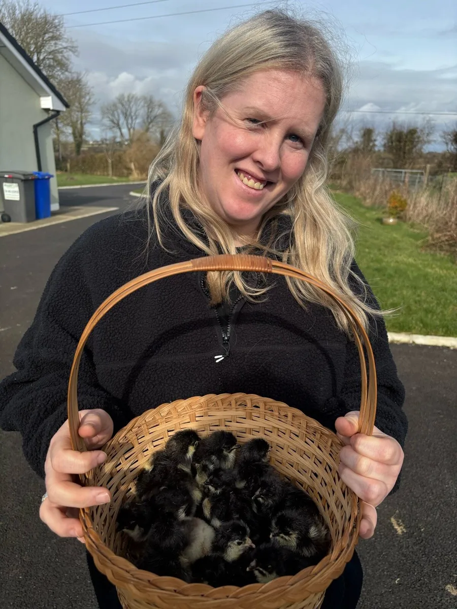 Hatching Eggs - Image 3