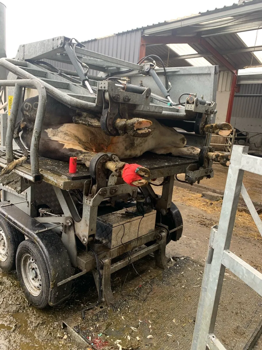 Hoof trimming and scanning - Image 2