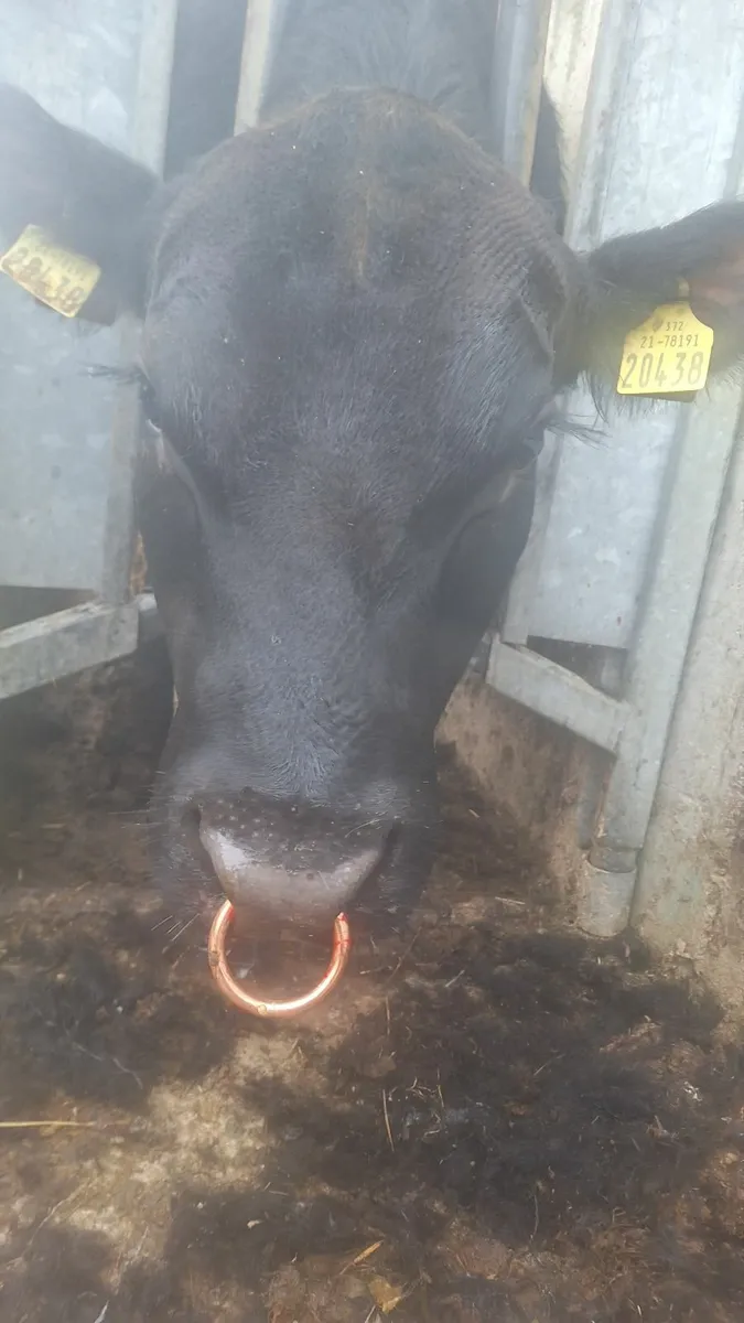 Bull Testing-Semen Analysis - Image 2