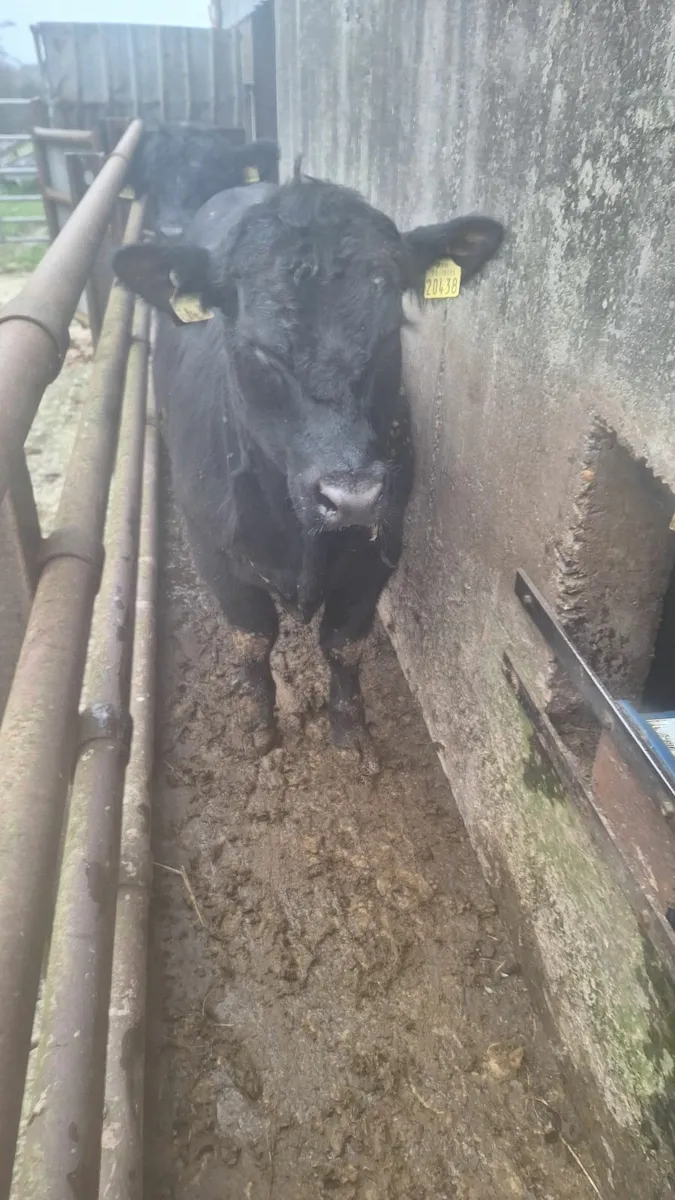 Bull Testing-Semen Analysis - Image 3