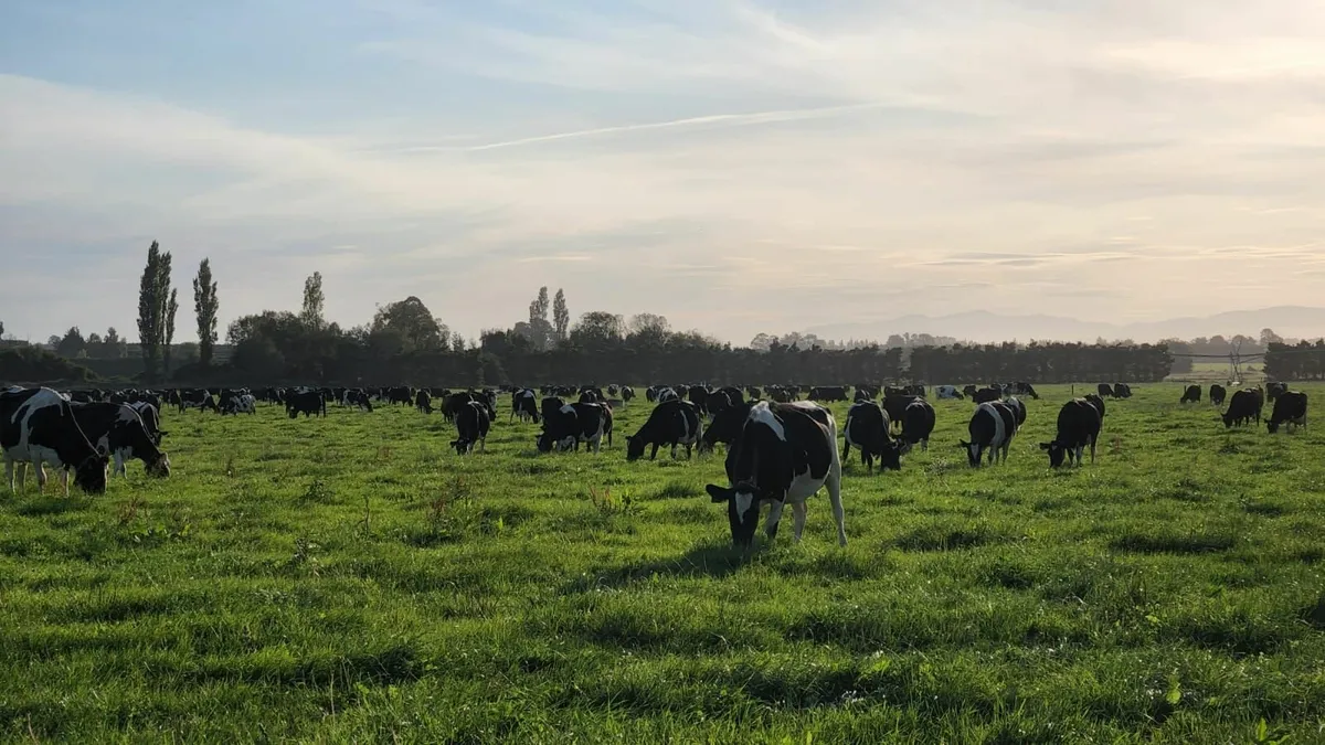 Cow scanning NO ARMING 0873896275 - Image 1