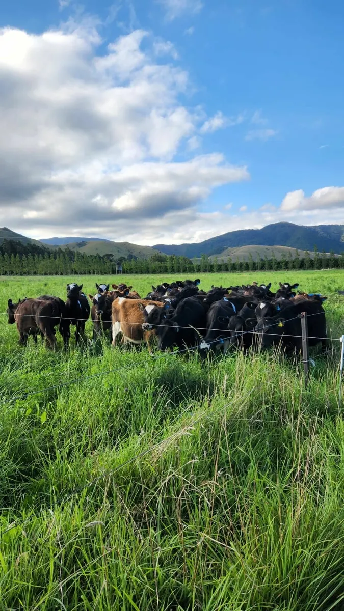 Cow scanning NO ARMING 0873896275 - Image 3