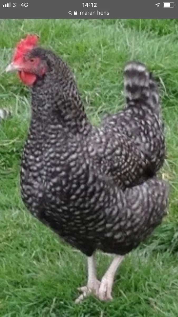 Maamcross Saturday the 28th February - Image 4