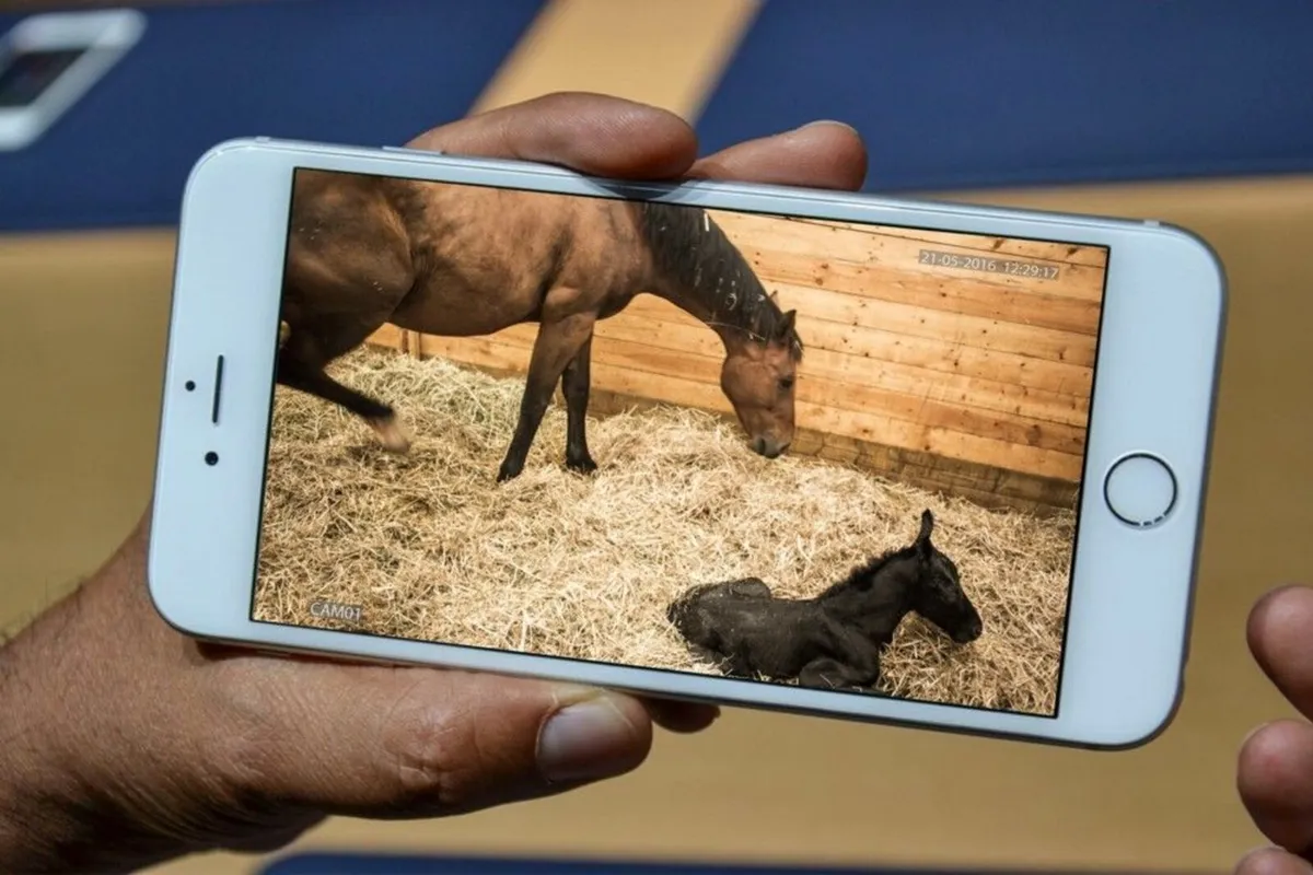 Foaling Camera