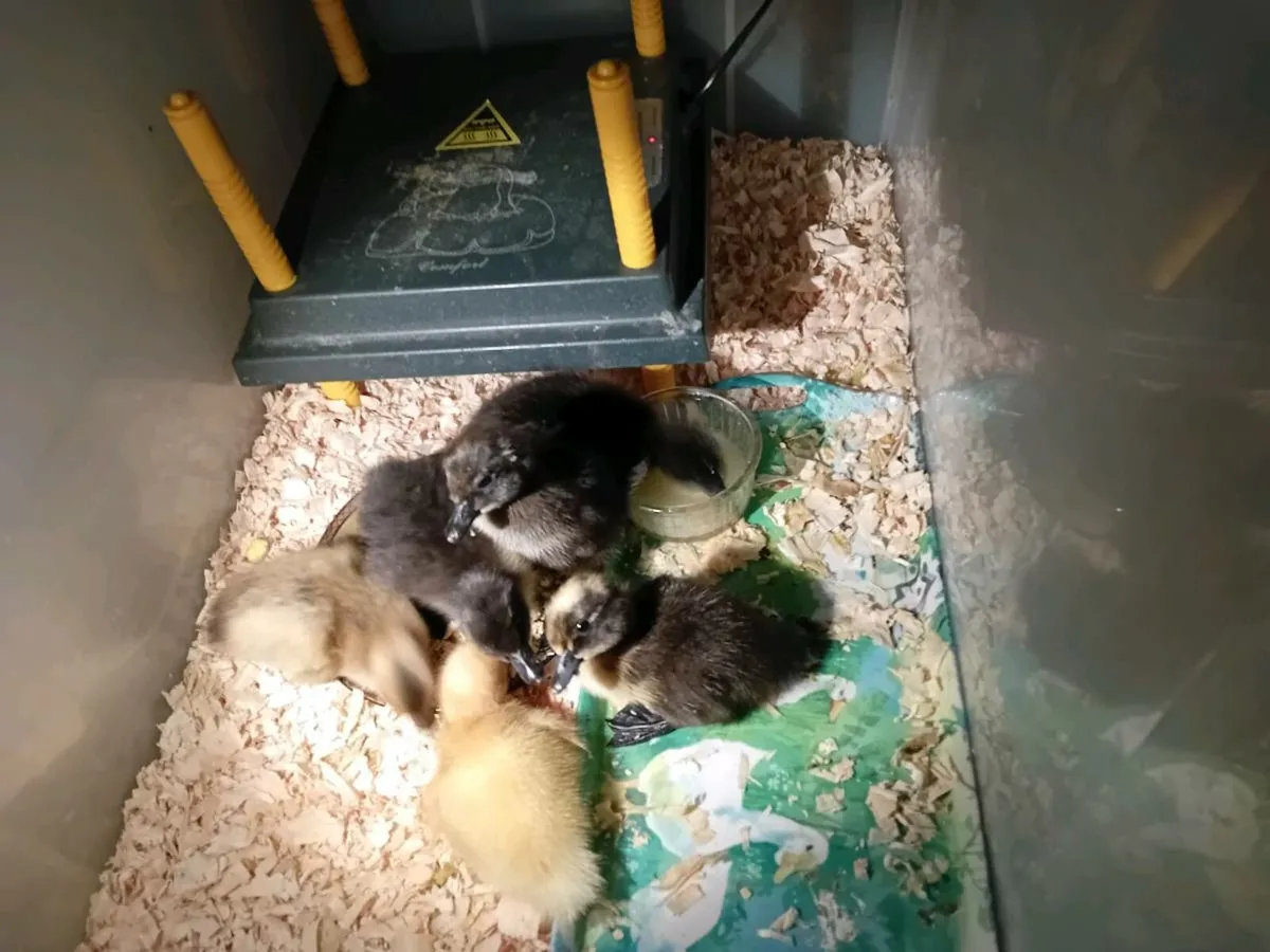 Chicken and duck hatching eggs. - Image 3