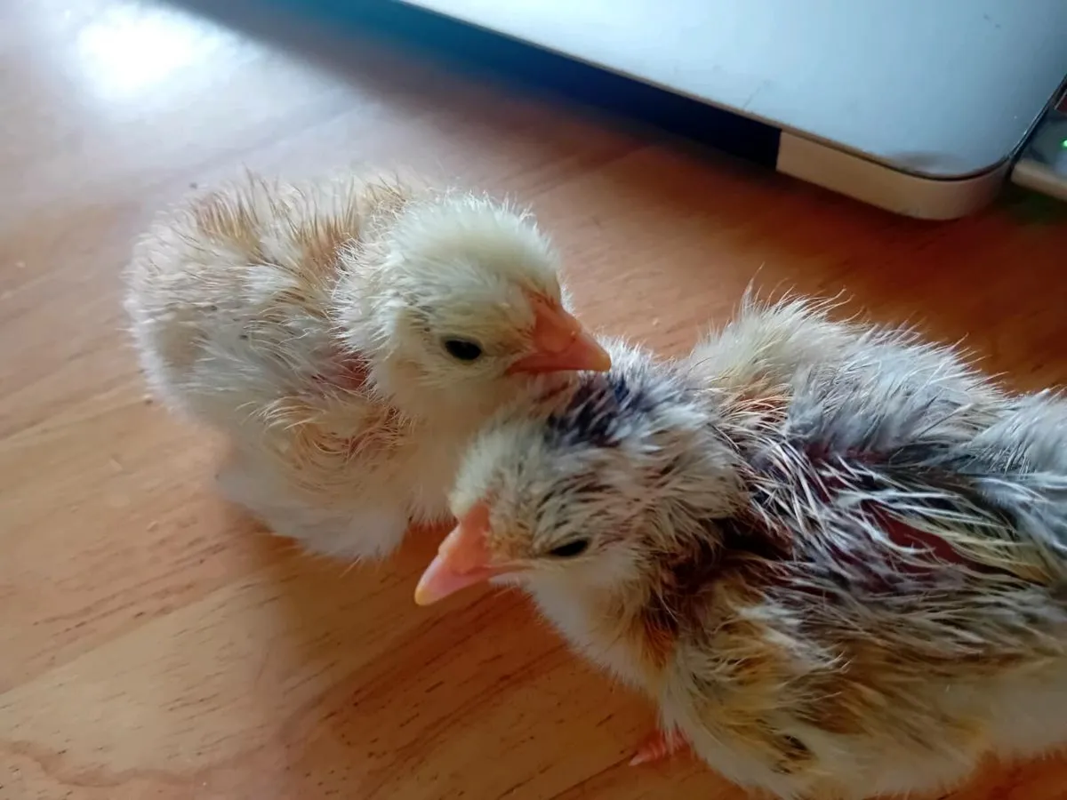 Chicken, Geese, Duck hatching eggs. - Image 4