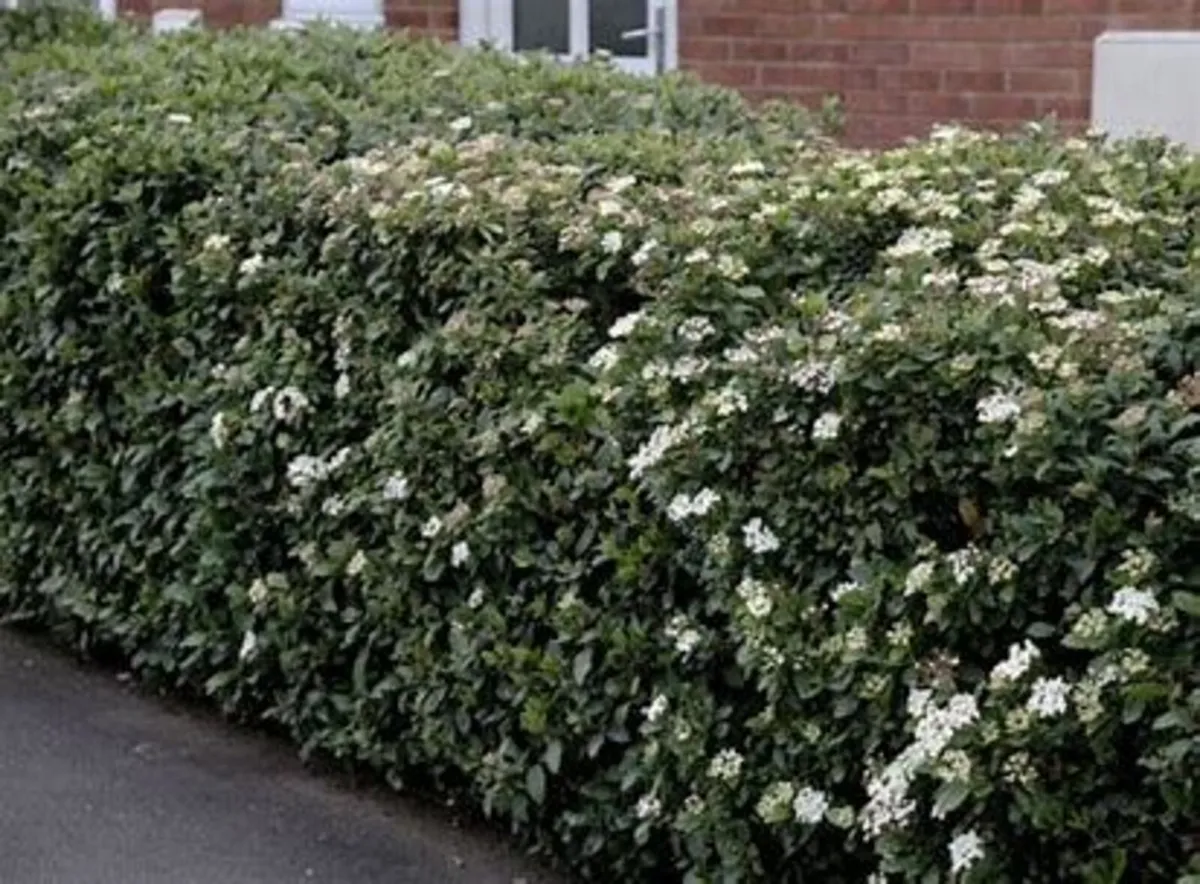Viburnum Tinus 50-60cm 3litre pot 5 euro - Image 1