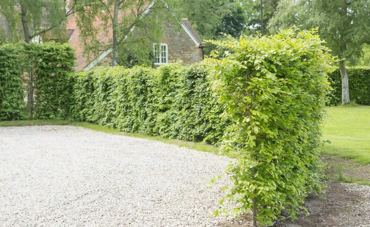 Viburnum Tinus 50-60cm 3litre pot 5 euro - Image 3