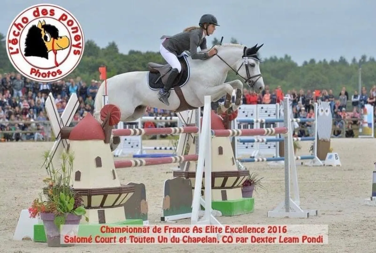 Connemara Performance Stallion at Stud C 1 - Image 1