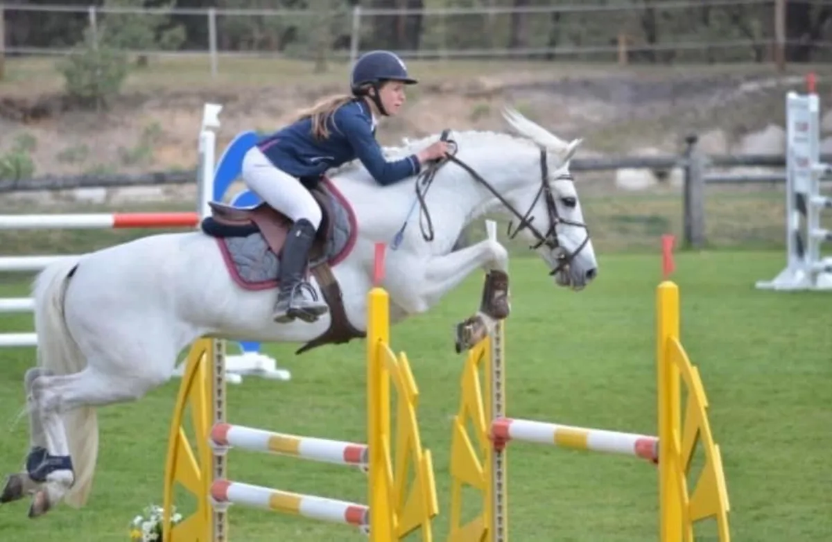 Connemara Performance Stallion at Stud C 1 - Image 2