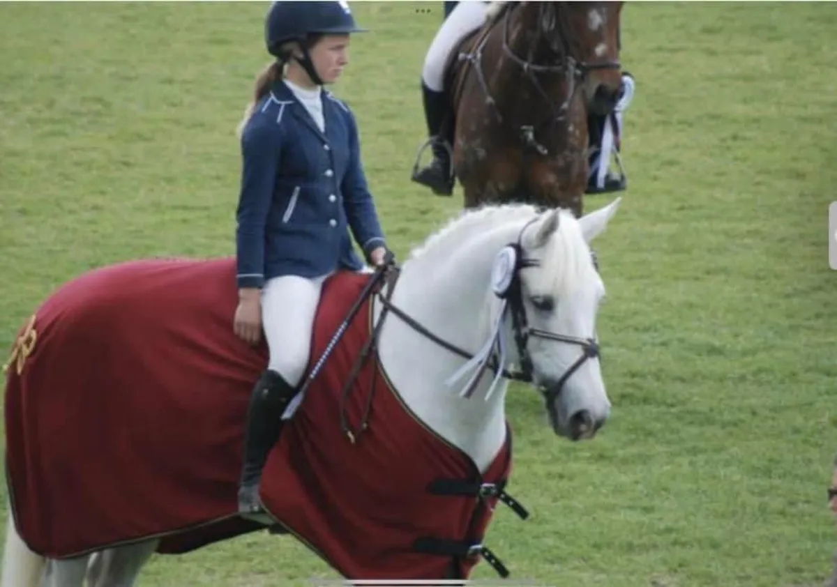 Connemara Performance Stallion at Stud C 1 - Image 3