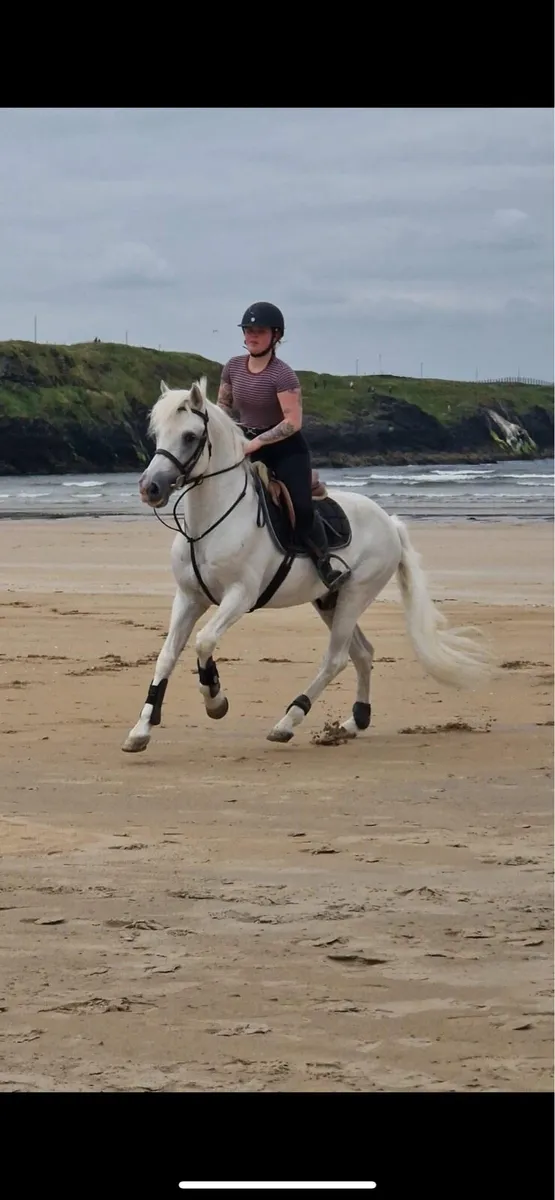 Connemara Performance Stallion at Stud C 1 - Image 4