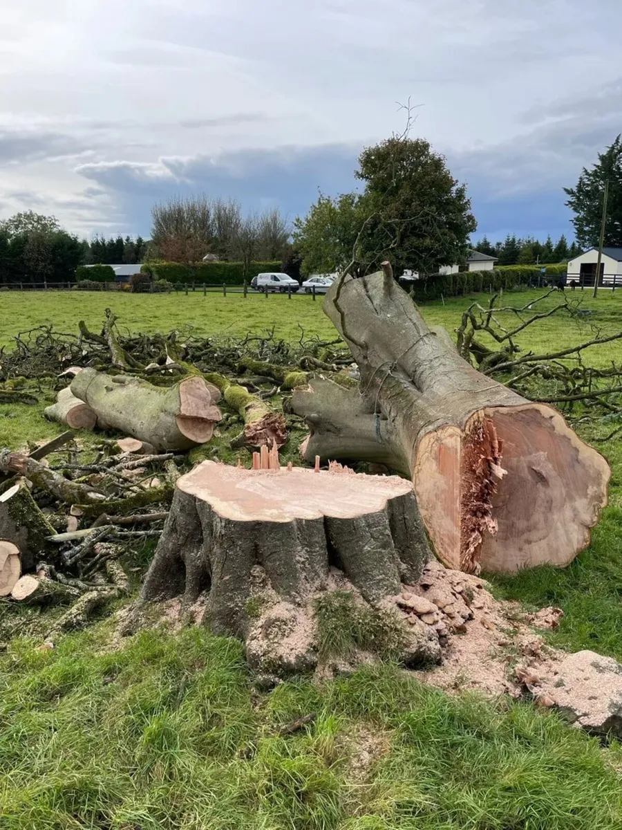 Tree Surgeon/Garden Maintenance - Image 1